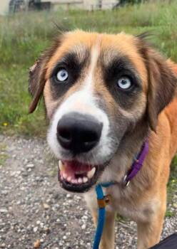 Frenchie -  Saint Bernard and Australian Shepherd Dog for Adoption in Warren, Michigan - Frenchie | PetCurious