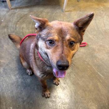 Mixed Breed Dogs Available for Adoption in Corinth, Mississippi - Paddington | PetCurious
