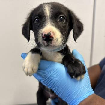 Pointer and Cattle Dog Dogs Available for Adoption in Hattiesburg, Mississippi - Raden | PetCurious