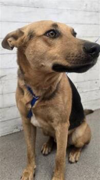 BIRCH -  German Shepherd Dog Dog for Adoption in San Bernardino, California - BIRCH | PetCurious