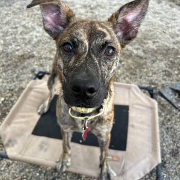 Lanai -  Shepherd and Mixed Breed Dog for Adoption in Detroit, Michigan - Lanai | PetCurious
