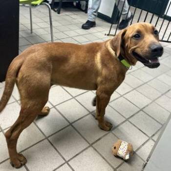 Hyp -  Beagle and Labrador Retriever Dog for Adoption in Erie, Pennsylvania - Hyp | PetCurious