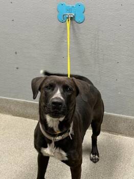 MARY-KATE -  Labrador Retriever and Mixed Breed Dog for Adoption in Las Vegas, Nevada - MARY-KATE | PetCurious