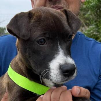 Mixed Breed Dogs Available for Adoption in Rockville, Maryland - Primrose | PetCurious