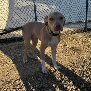 Nico -  Mixed Breed Dog for Adoption in Monticello, Iowa - Nico | PetCurious