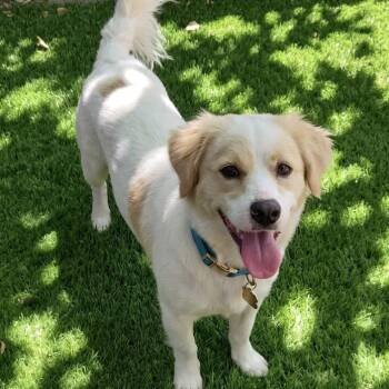 Archie -  Cocker Spaniel and Corgi Dog for Adoption in Las Vegas, Nevada - Archie | PetCurious