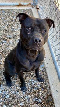 American Bulldog and American Staffordshire Terrier Dogs Available for Adoption in Sunbury, Pennsylvania - Brawler | PetCurious
