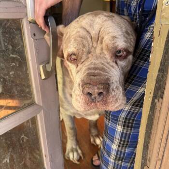 Mastiff Dogs Available for Adoption - Dane | PetCurious