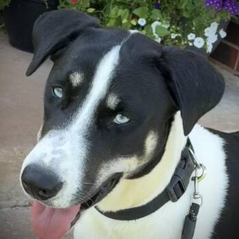 Elizabeth -  Border Collie and Mixed Breed Dog for Adoption in Noble, Oklahoma - Elizabeth | PetCurious
