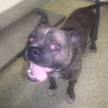 IVHS-Stray-28412 -  Boxer Dog for Adoption in San Gabriel, California - IVHS-Stray-28412 | PetCurious