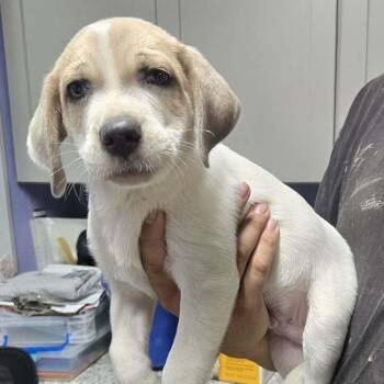 Celery -  Hound Dog for Adoption in Springboro, Ohio - Celery | PetCurious