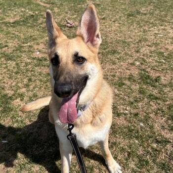 German Shepherd Dog Dogs Available for Adoption in Harrisonburg, Virginia - Lacey | PetCurious