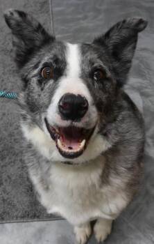 Australian Shepherd Dogs Available for Adoption - Reggie | PetCurious