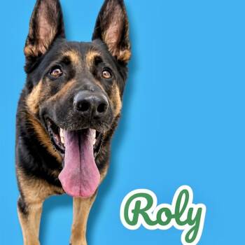 Roly -  German Shepherd Dog Dog for Adoption in Scottsdale, Arizona - Roly | PetCurious