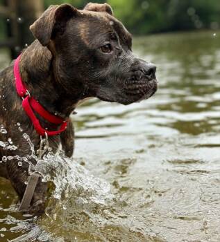 Bruno -  Boxer and American Staffordshire Terrier Dog for Adoption in Colonial Heights, Virginia - Bruno | PetCurious