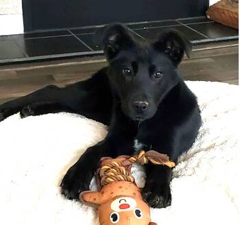 German Shepherd Dog and Black Labrador Retriever Dogs Available for Adoption - Sissy | PetCurious