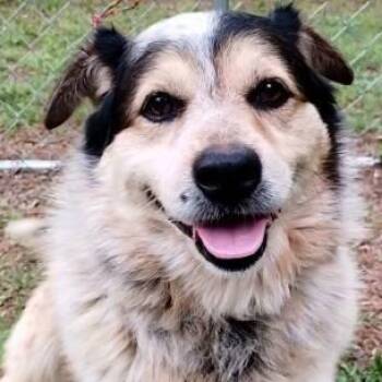 Corgi Dogs Available for Adoption in Chelmsford, Massachusetts - Martin | PetCurious