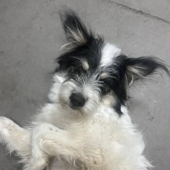 Mixed Breed Dogs Available for Adoption in Yuma, Arizona - Wiggles | PetCurious