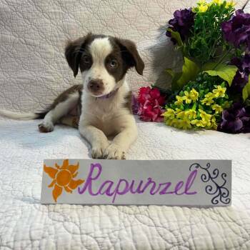 Australian Shepherd Dogs Available for Adoption in Boerne, Texas - Rapunzel | PetCurious