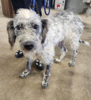 Puddin -  Australian Shepherd and Poodle Dog for Adoption in Severance, Colorado - Puddin | PetCurious