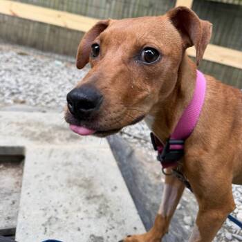 Millie -  Pit Bull Terrier Dog for Adoption in West Chester, Pennsylvania - Millie | PetCurious