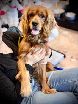 Hunnicutt -  Cocker Spaniel Dog for Adoption in Austin, Texas - Hunnicutt | PetCurious