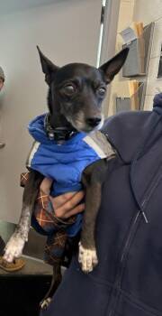Chihuahua and Mixed Breed Dogs Available for Adoption - Rodeo | PetCurious