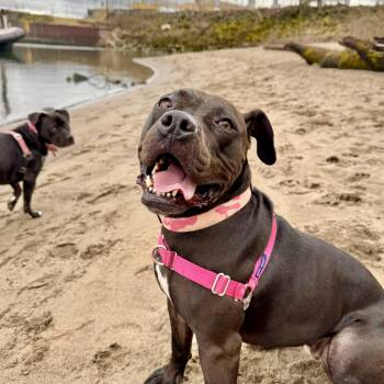 American Staffordshire Terrier and Pit Bull Terrier Dogs Available for Adoption in Oak Ridge North, Texas - Dottie | PetCurious