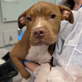 Gecko -  Mixed Breed Dog for Adoption in Greenville, South Carolina - Gecko | PetCurious