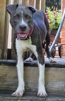 Hei Hei -  Pit Bull Terrier Dog for Adoption in Germantown, Ohio - Hei Hei | PetCurious