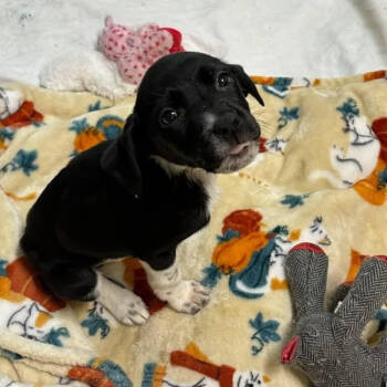 Rescue Beagle Dogs for Adoption in Evansville, Indiana - Purdy | PetCurious