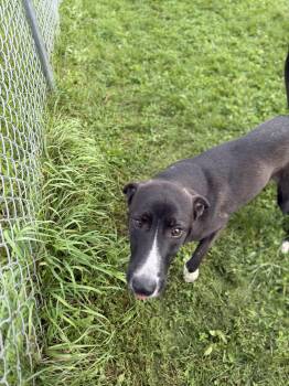 Robin -  Labrador Retriever Dog for Adoption in Mineral Point, Wisconsin - Robin | PetCurious