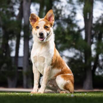 Rusty -  Cattle Dog and Mixed Breed Dog for Adoption in Jupiter, Florida - Rusty | PetCurious