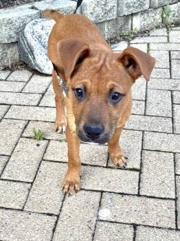 Vick -  Boxer Dog Available for Adoption - Vick | PetCurious