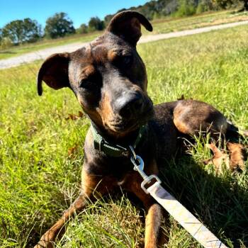 Willow -  Terrier and Catahoula Leopard Dog Dog for Adoption in Little Rock, Arkansas - Willow | PetCurious