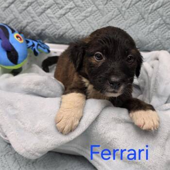 Shepherd and Mixed Breed Dogs Available for Adoption in Jacksboro, Tennessee - Ferrari | PetCurious