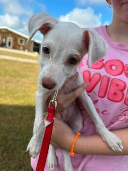Elsa -  Terrier and Mixed Breed Dog for Adoption in Saugus, Massachusetts - Elsa | PetCurious
