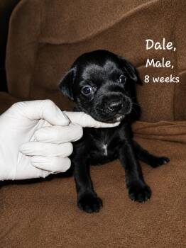 Dale -  Labrador Retriever Dog for Adoption in Carmel Hamlet, New York - Dale | PetCurious