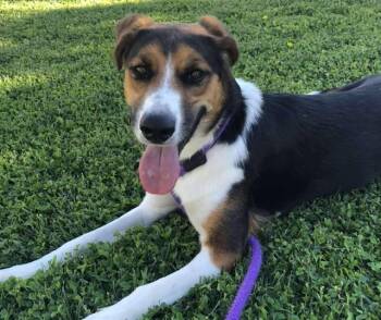 Rescue Harrier and Mixed Breed Dogs for Adoption in Albuquerque, New Mexico - JANE | PetCurious