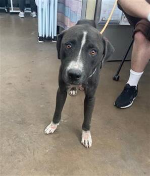 HERRING 1 -  Mixed Breed Dog for Adoption in Dallas, Texas - HERRING 1 | PetCurious