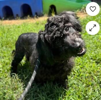 Cheddar -  Miniature Poodle and Miniature Schnauzer Dog for Adoption in Foley, Alabama - Cheddar | PetCurious