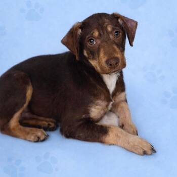 Cattle Dog and Mountain Cur Dogs Available for Adoption - Fudge | PetCurious