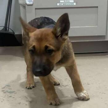 Australian Cattle Dog Blue Heeler and German Shepherd Dog Dogs Available for Adoption in Buchanan Dam, Texas - Murphy | PetCurious