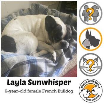 LAYLA SUNWHISPER -  French Bulldog Dog for Adoption in Bonney Lake, Washington - LAYLA SUNWHISPER | PetCurious