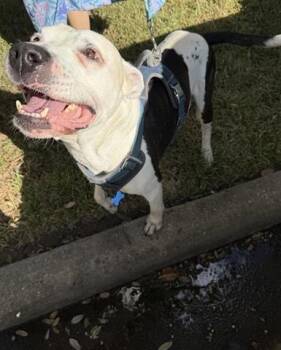 Rescue Staffordshire Bull Terrier and Mixed Breed Dogs for Adoption in Houston, Texas - BONES | PetCurious