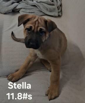 German Shepherd Dog Dogs Available for Adoption - Stella | PetCurious