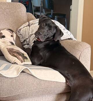 Hi Keso -  Labrador Retriever and Mixed Breed Dog for Adoption in Center Square, Pennsylvania - Hi Keso | PetCurious