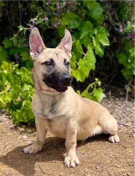 Corgi and German Shepherd Dog Dogs Available for Adoption in Jamestown, California - Chili Dog | PetCurious