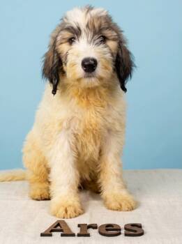 Ares -  Sheepadoodle Dog for Adoption in Chula Vista, California - Ares | PetCurious