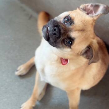 Otis -  Pug and Mixed Breed Dog for Adoption in Saint Charles, Missouri - Otis | PetCurious
